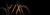 bg_scarp_mt_exonic.jpg