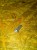 Nypel DTSwiss HIDDEN alu 2.0x12mm srebrny-4319